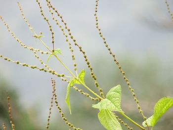 Close-up of fresh plant