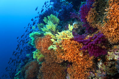 Coral reef from lastovo island, croatia