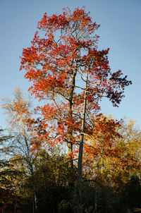 Low angle view of tree in autumn