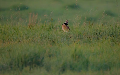 Bird perching on a field
