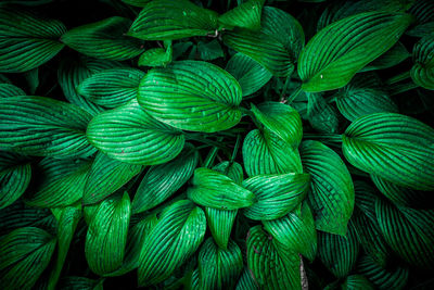 Full frame shot of green leaves