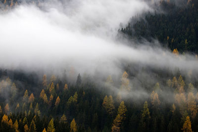 Panoramic view of pine trees in forest