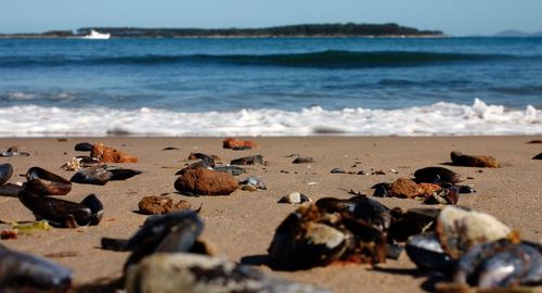 Close-up of pebbles on beach against sky