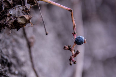 Close-up of berries on tree