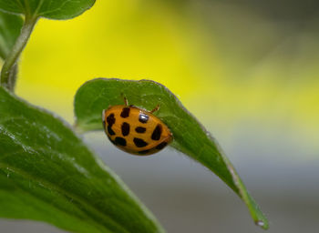 Close-up of ladybug on leaf