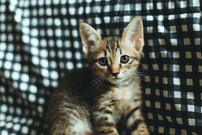 Close-up portrait of a cat