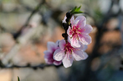 Close-up of pink flowers blooming outdoors