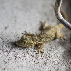 Close-up of lizard on rock