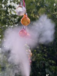 Close-up of water drop hanging from tree