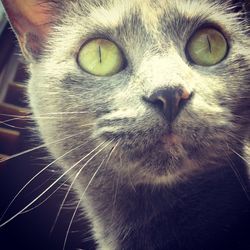 Close-up portrait of cat