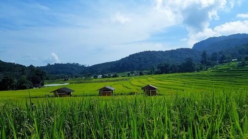 Scenic view of agricultural field against sky