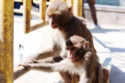 Portrait of a monkey