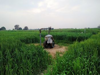 View of agricultural field