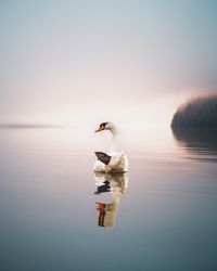 Swan swimming in lake against clear sky