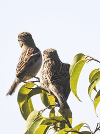 Low angle view of bird perching on wood against clear sky