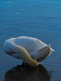 View of swan in lake