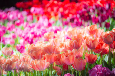 Close-up of pink tulips on field