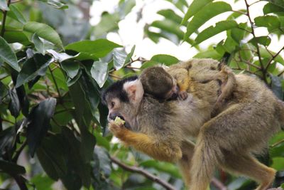 Monkeys on tree