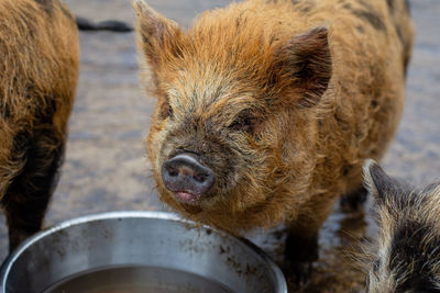 Pig drinking water 