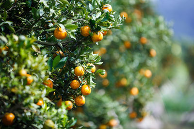 Berries growing on tree