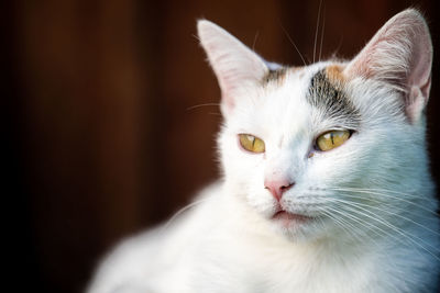 Close-up portrait of a cat