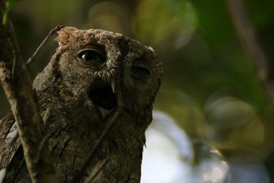 Close-up of owl on branch