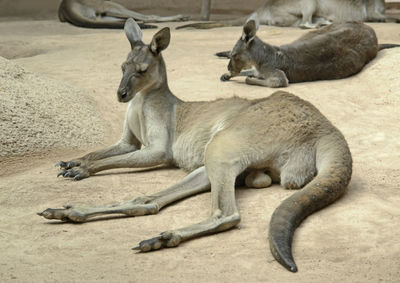 Side view of sheep relaxing in zoo