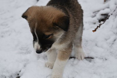 Dog looking away on snow covered field