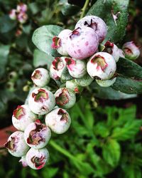 Close-up of berries growing on tree