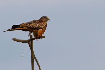 Low angle view of bird perching on branch against clear sky