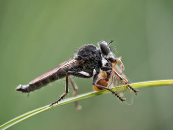 Close-up of damselfly on plant