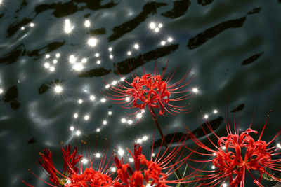 High angle view of red flowering plant