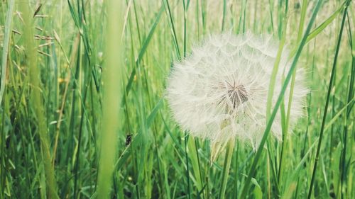 Plants growing on field