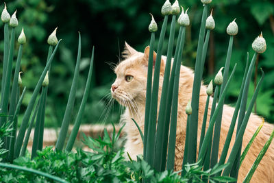 Cat looking away