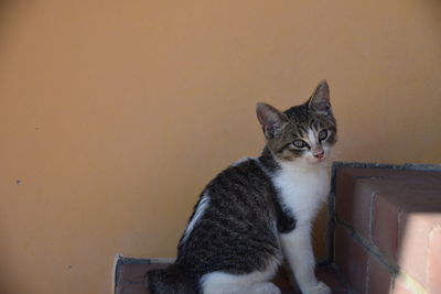 Cat sitting against wall