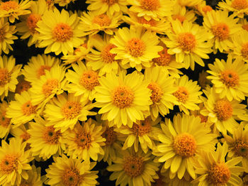 High angle view of yellow flowering plants