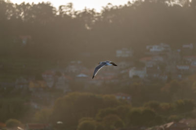 Bird flying in the sky