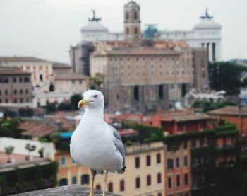 Seagull perching on a building