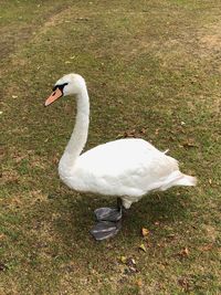 High angle view of swan in lake