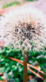 Close-up of dandelion against sky