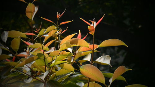 Close-up of flowers blooming outdoors