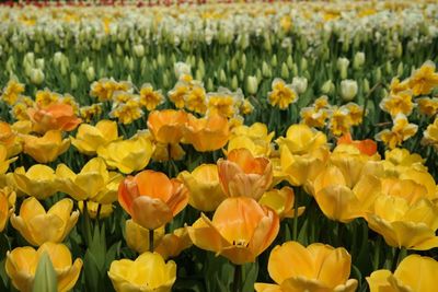 High angle view of tulips blooming in field