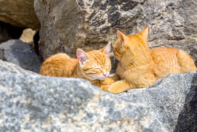 Cat sleeping peacefully in the sun on a stone on a beach, in sunny day