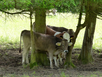 Horse grazing on field