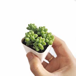 Close-up of hand holding green chili over white background