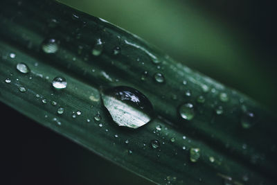 Close-up of raindrops on leaves