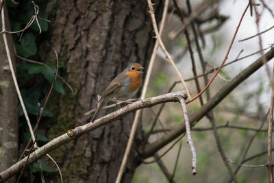 Close-up of bird perching on tree