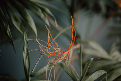 Close-up of plant against blurred background, date palm tree