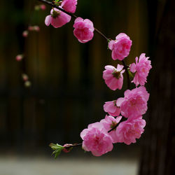 Close-up of pink cherry blossoms in spring