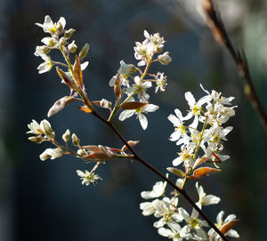 Close-up of white flowering plant